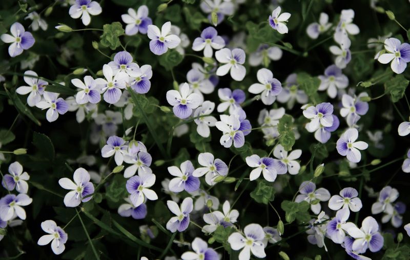Plant Perennial Groundcover