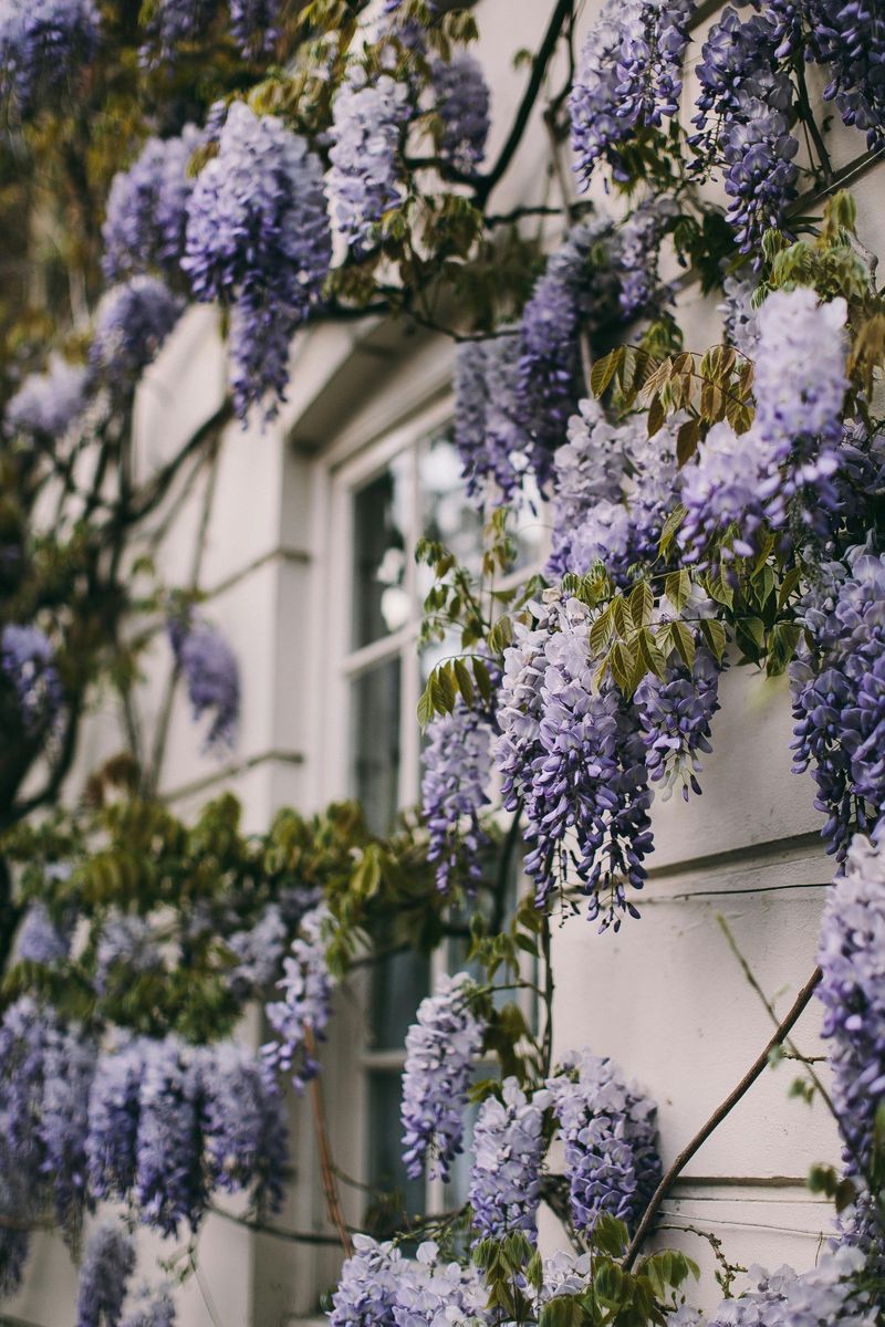 8 Garden Tweaks That Could Improve Indoor Comfort - Decor Hint Plant Fragrant Flowers Near Windows