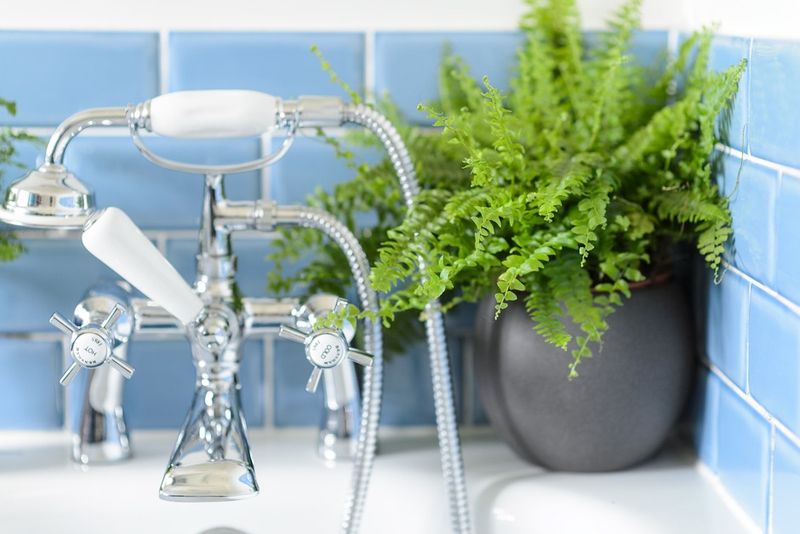 Bathroom Ferns For Humid Corners