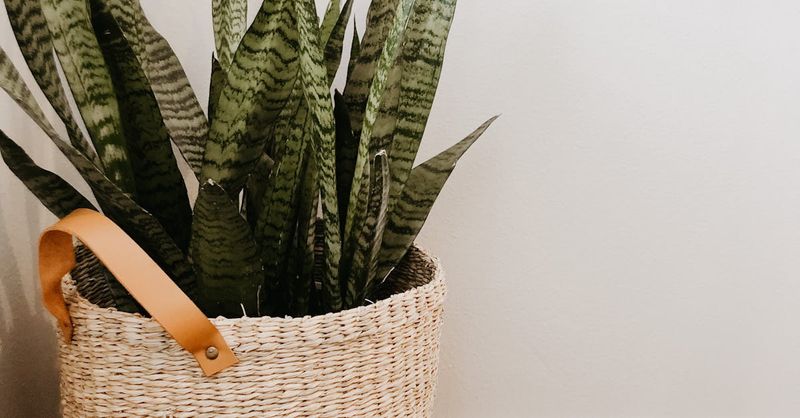 Snake Plants In Woven Floor Baskets