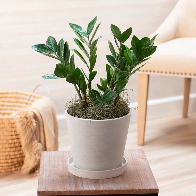 ZZ Plant