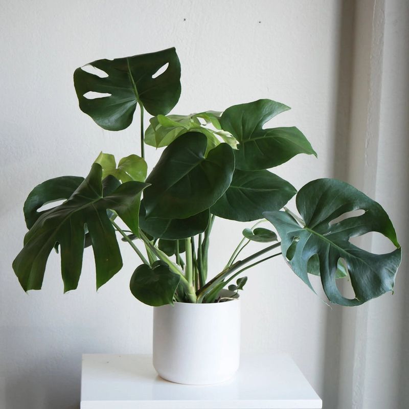 Monstera Deliciosa