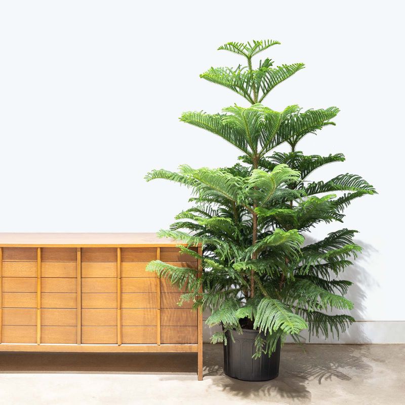 Norfolk Island Pine: Living Christmas Tree