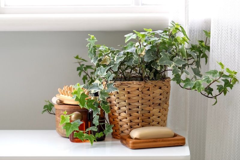 English Ivy: The Bathroom Champion