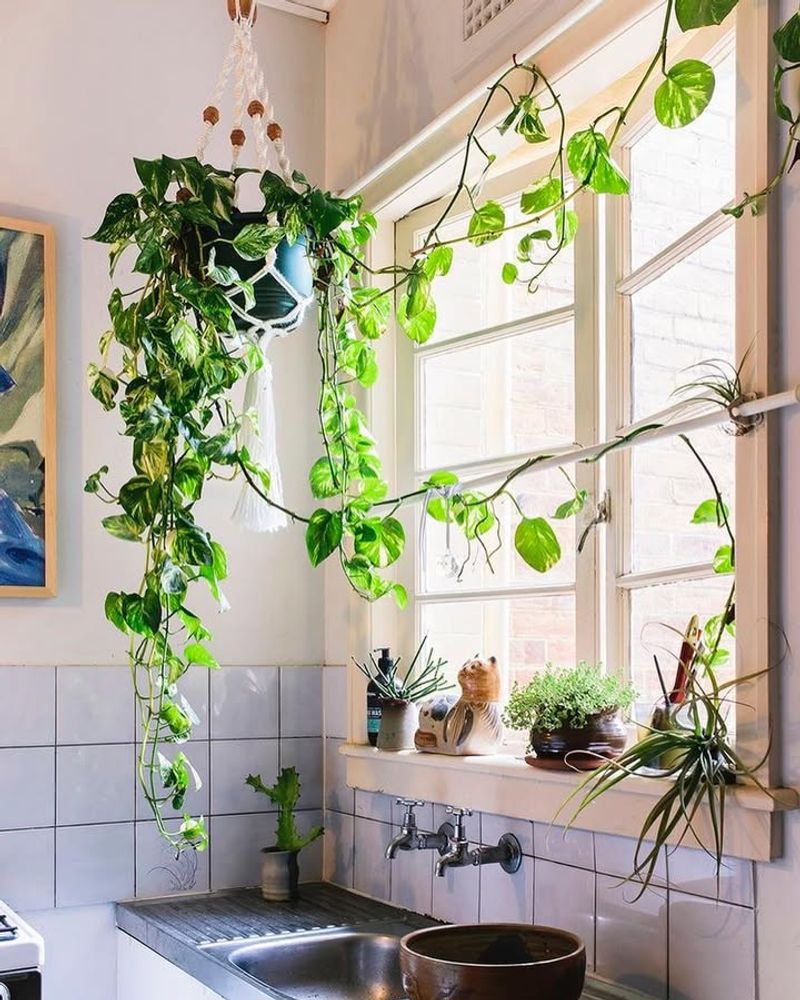 Trailing English Ivy