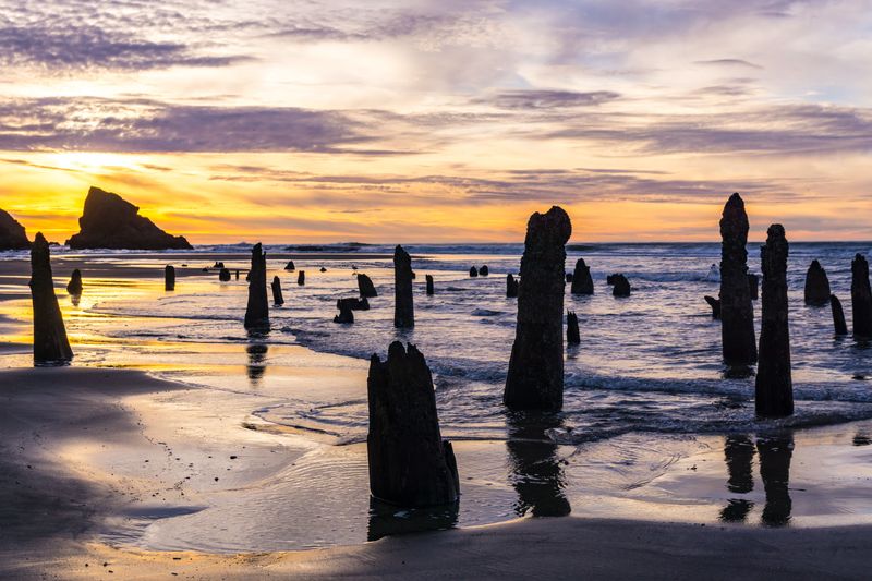 Neskowin Ghost Forest - Ancient Trees Risen From The Dead