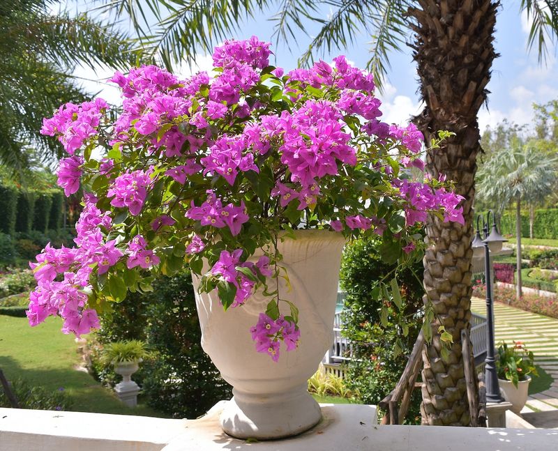 Bougainvillea