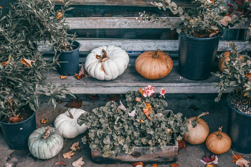 Harvest Bench Display