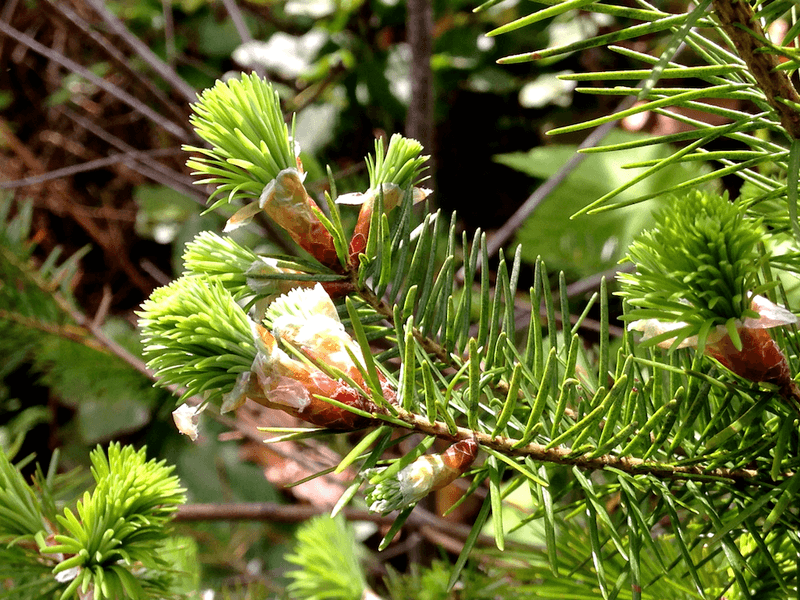 15 Healthy Psyllium Husk Substitutes Commonly Used in Oregon - Decor Hint Douglas Fir Tip Powder