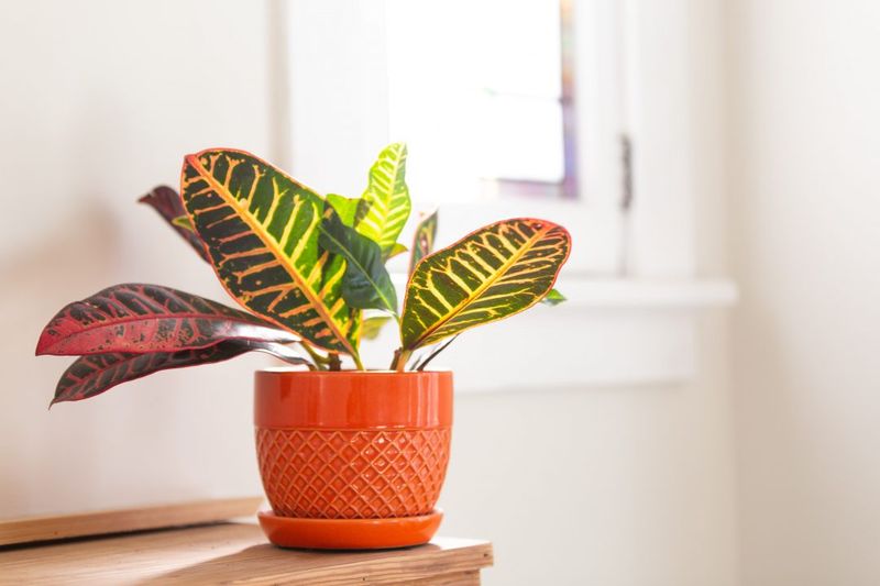 Croton