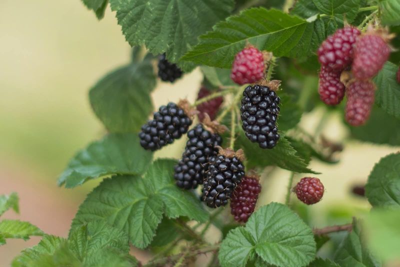 15 Healthy Psyllium Husk Substitutes Commonly Used in Oregon - Decor Hint Blackberry Seed Fiber