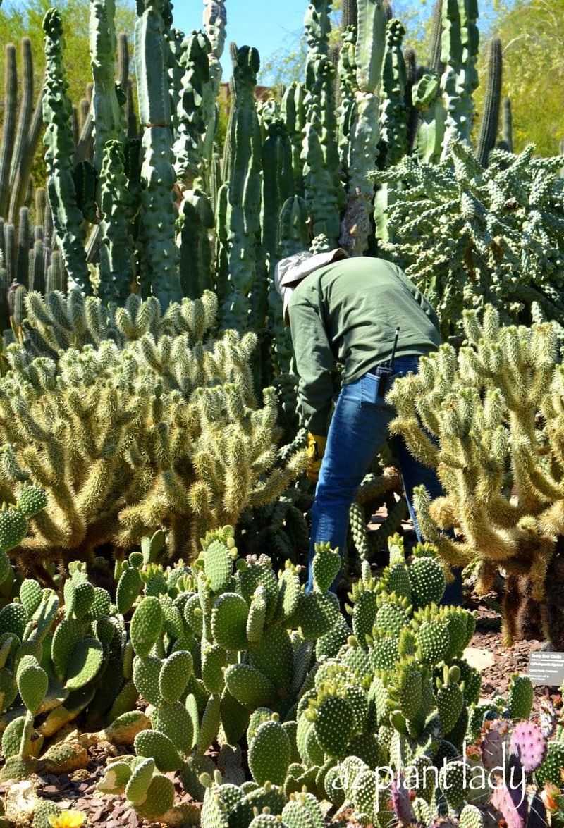 Edible Desert in Escondido