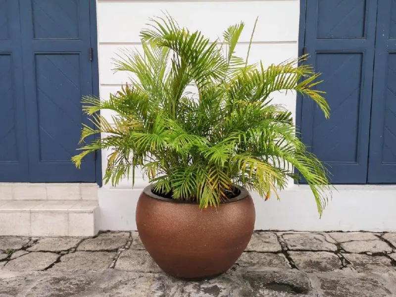 Areca Palm