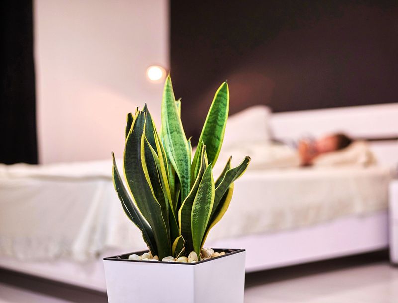 Snake Plants As Bedroom Air Purifiers