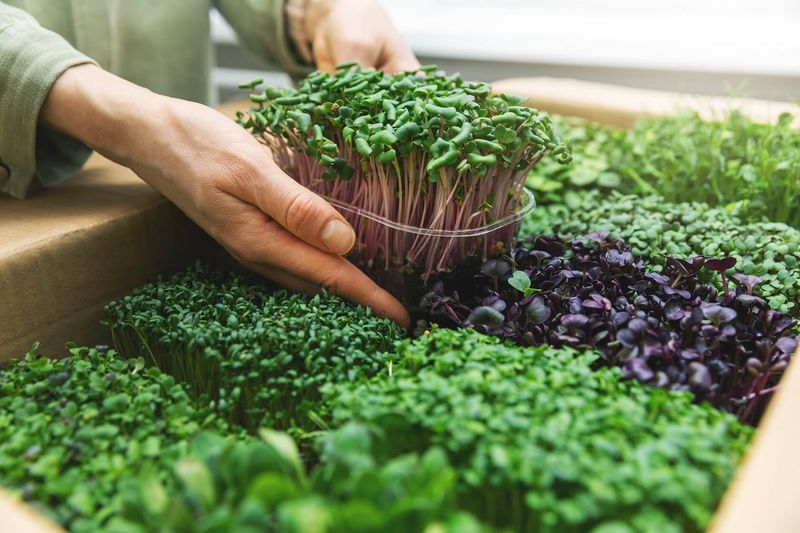 Kitchen Countertop Microgreens