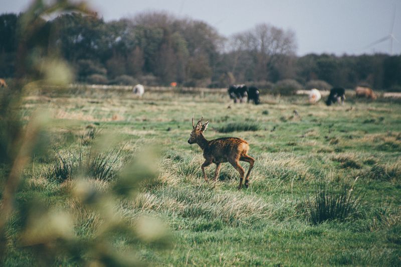 Wildlife Becomes Your Neighbor