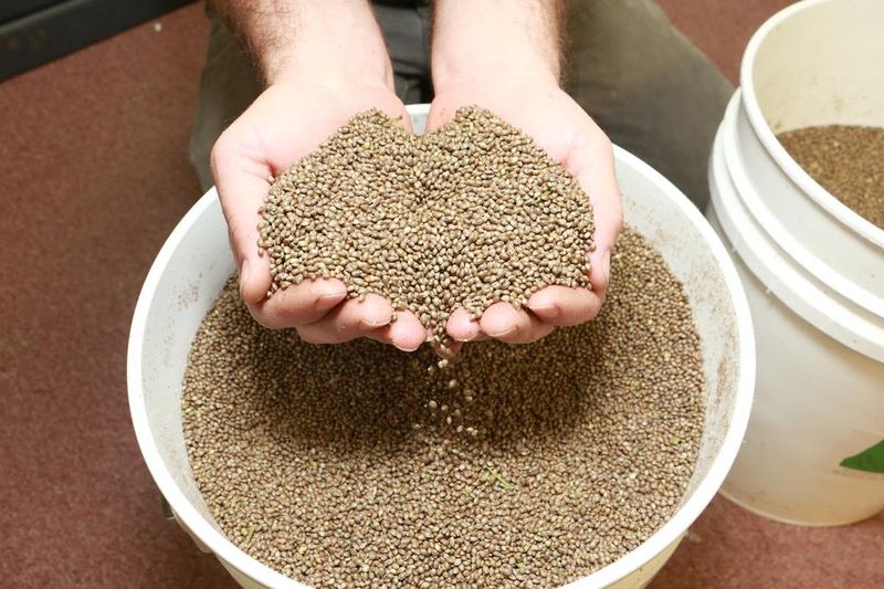 15 Healthy Psyllium Husk Substitutes Commonly Used in Oregon - Decor Hint Hemp Fiber