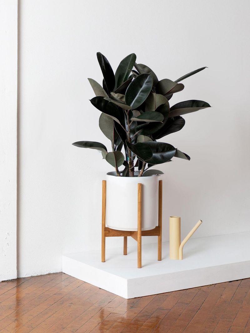 Rubber Plant: The Stylish Air Filter