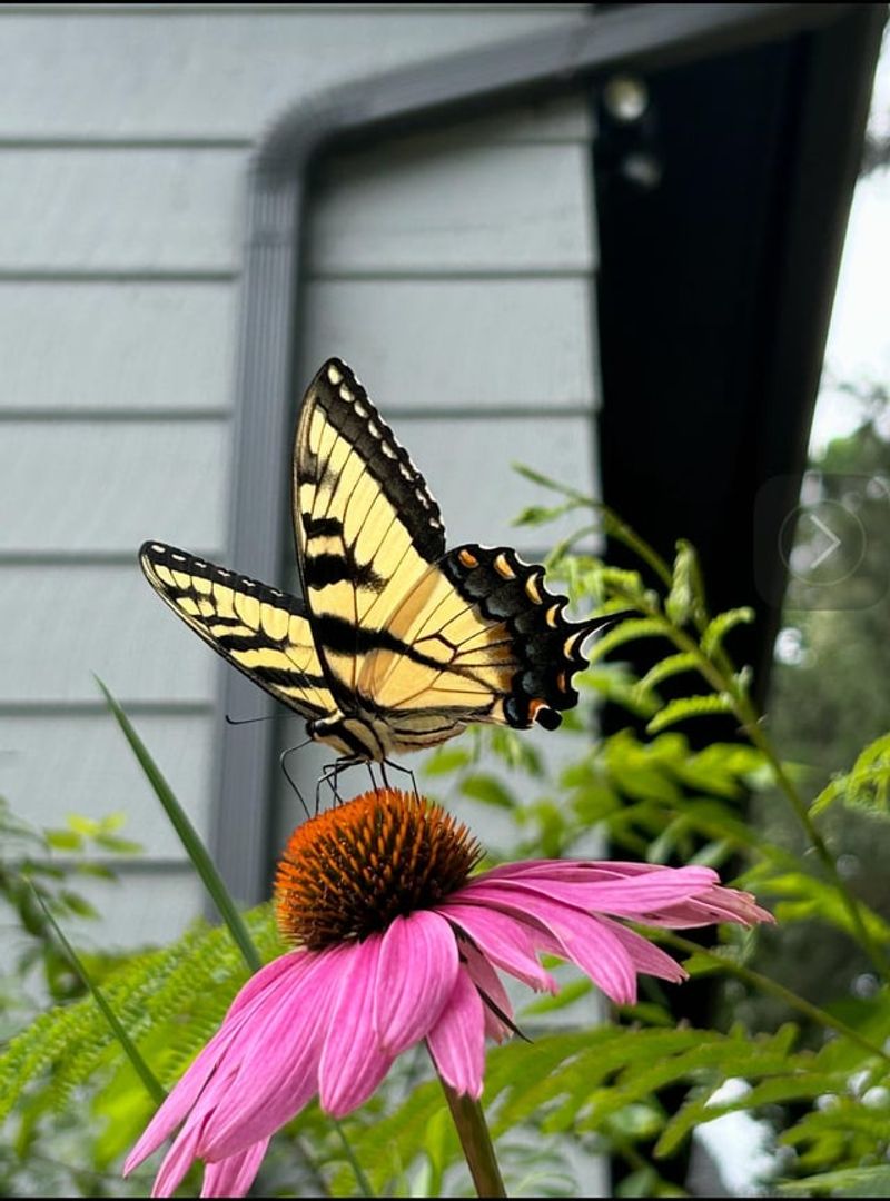 Purple Coneflowers: Butterfly Magnets