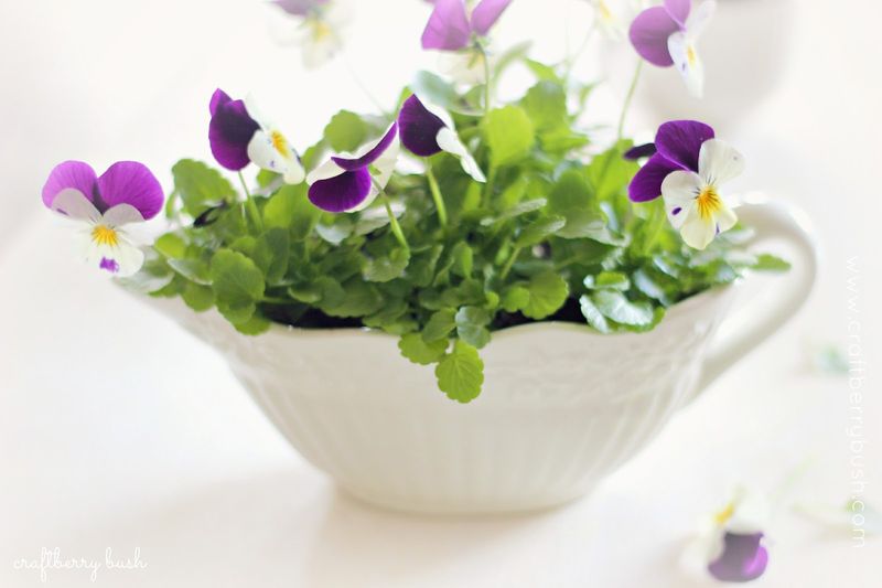 Pansies In Decorative Bowls