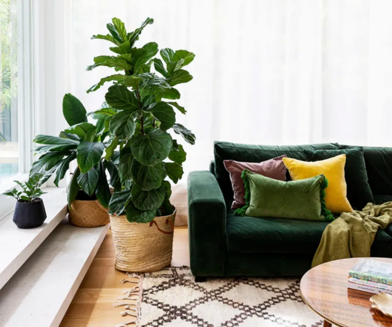 Fiddle Leaf Fig