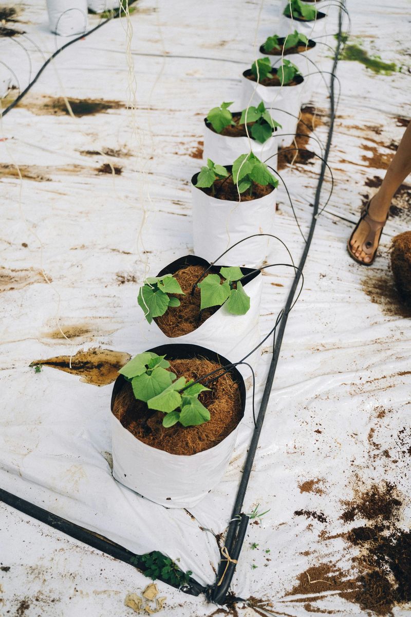 21 DIY Projects That Could Help Reduce Household Costs - Decor Hint Create A DIY Drip Irrigation System