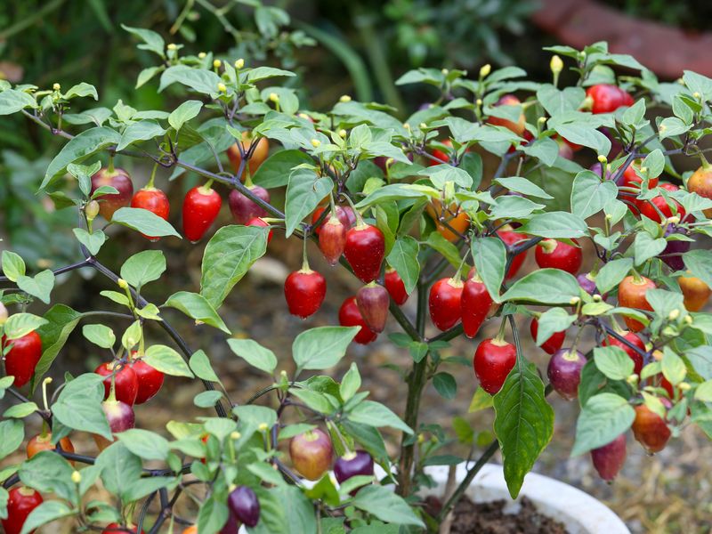 8 Garden Upgrades That May Increase A Home's Long-Term Value - Decor Hint Designing A Vegetable Or Herb Garden