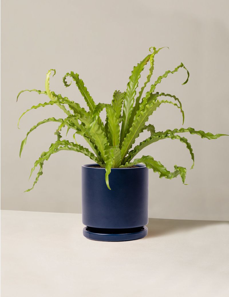 Bird's Nest Fern (Asplenium nidus)
