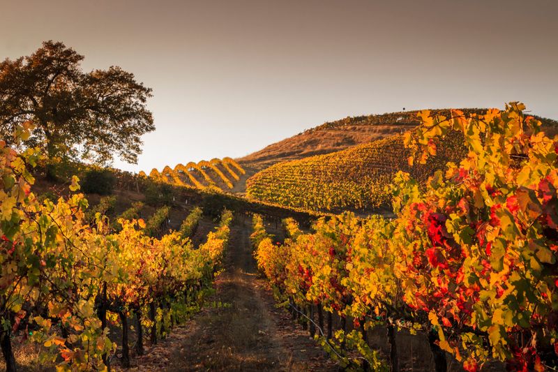 Fall Foliage and Scenic Vineyard Views
