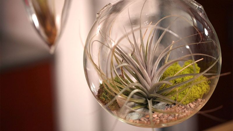 Air Plants In Glass Terrariums