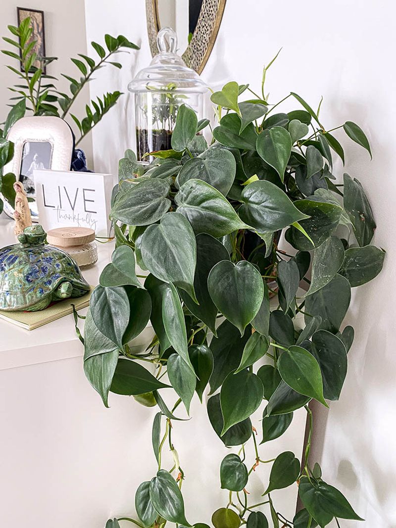 Philodendron Heartleaf