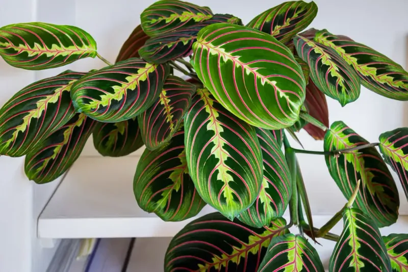 Prayer Plant (Maranta)