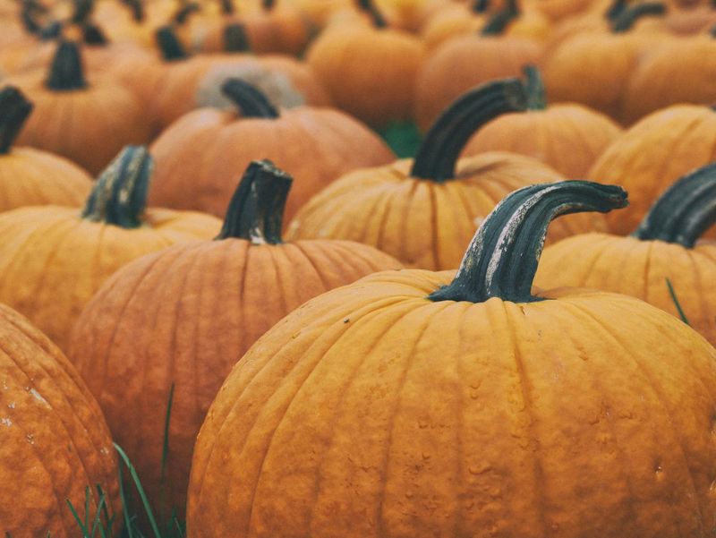 Williamsburg Colonial Recipe Pumpkin Butter