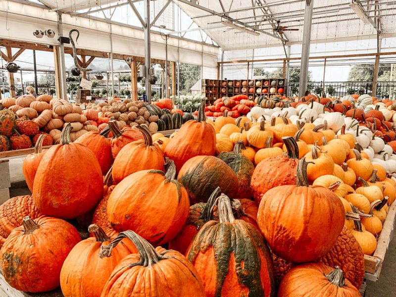 Antebellum Pumpkin Passage