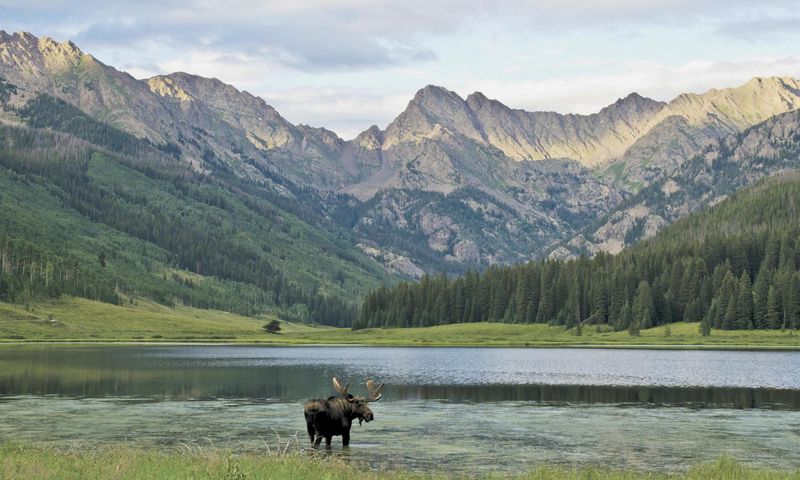 State Forest State Park – Colorado's Moose Headquarters