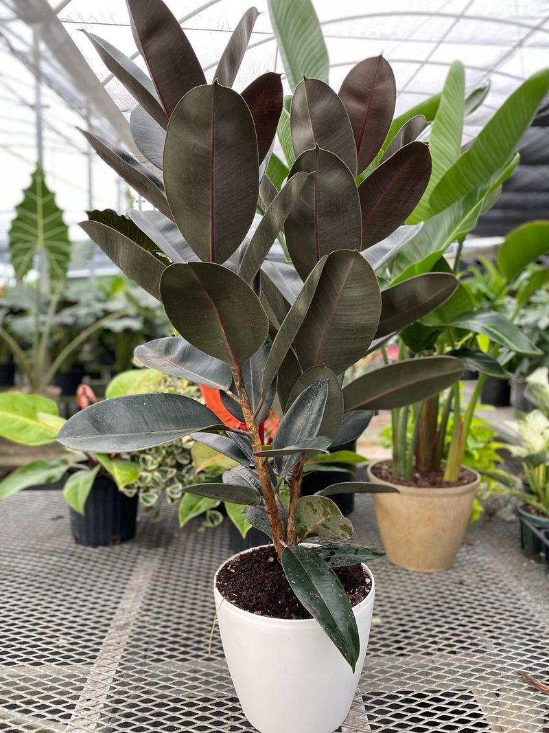 Rubber Plant (Ficus elastica)