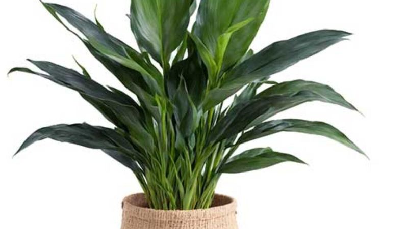 Cast Iron Plant (Aspidistra elatior)