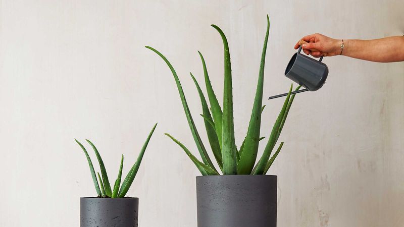 Aloe Vera: Healing Winter Skin Savior
