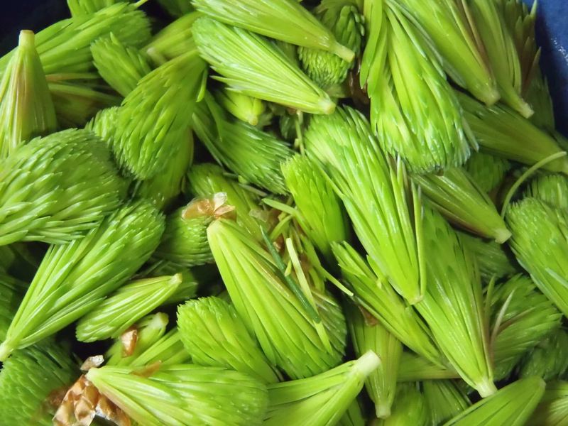 Spruce Tip Tea