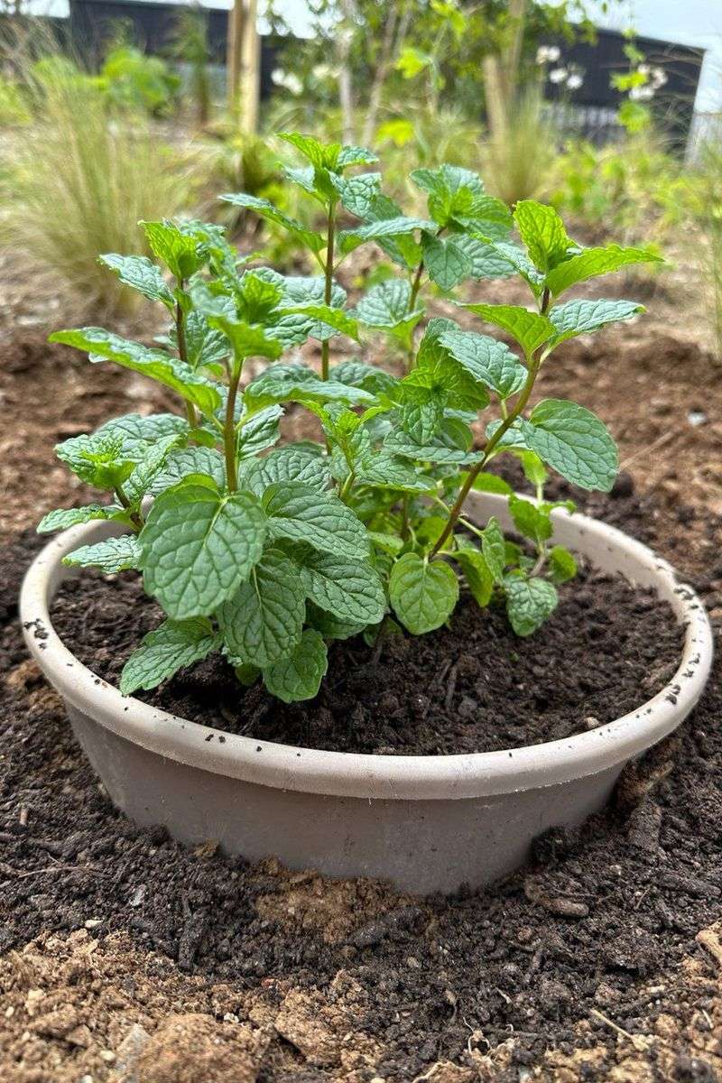 Mint: Fragrant Sensory Experience