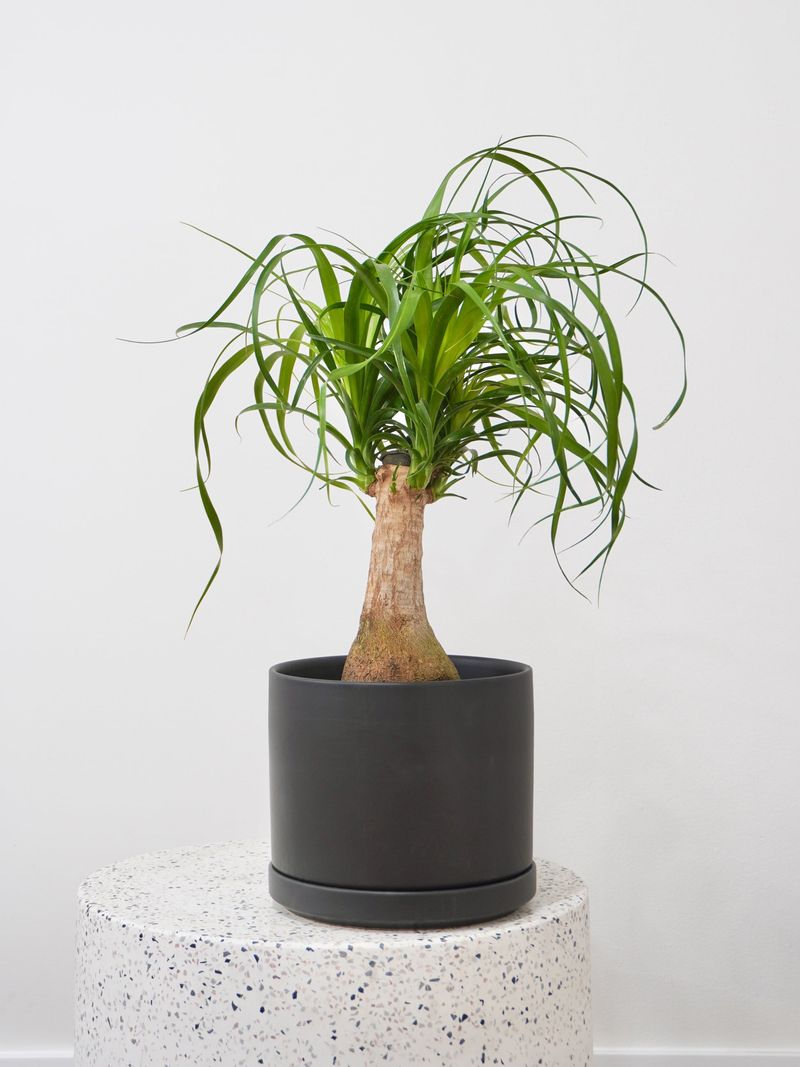 Ponytail Palm