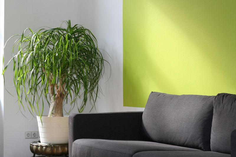 Performance Fabrics: The Modern Pet Owner's Solution