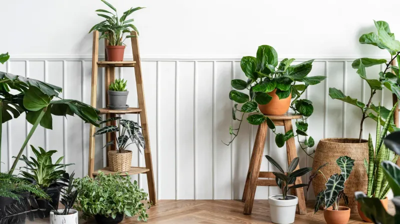 Plant Stands With Mixed Heights