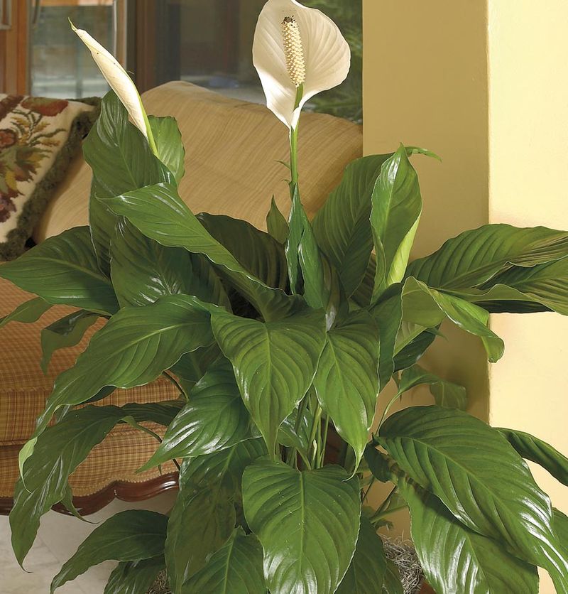 Peace Lily