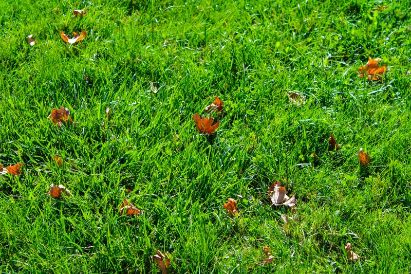 Leave Grass Clippings Behind