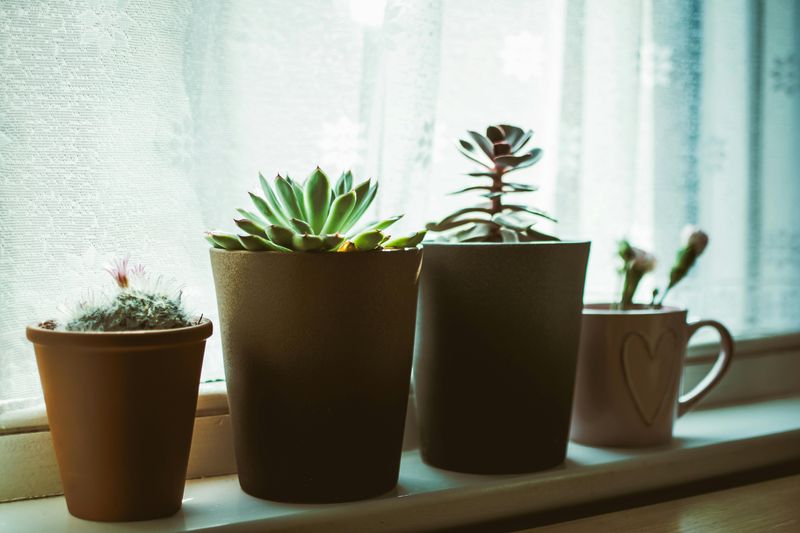 Indoor Plants Bring Life