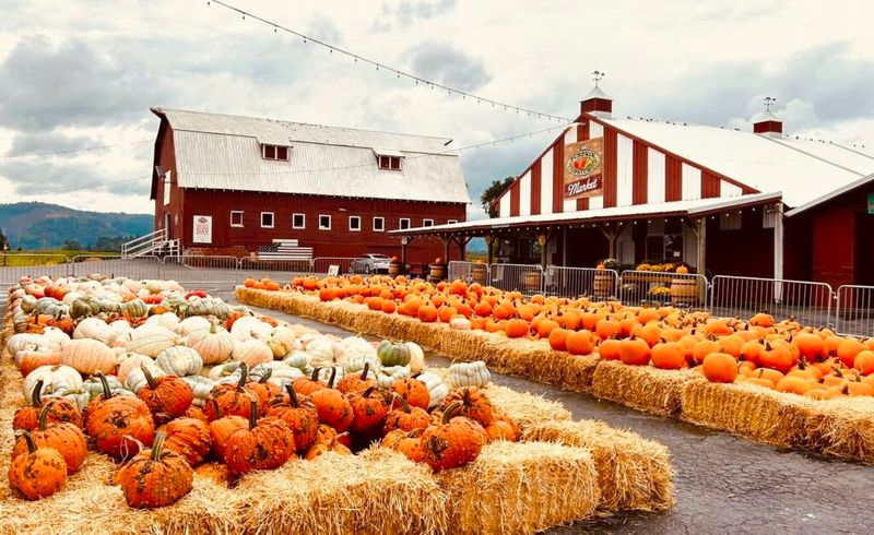 Harvest Fun At Sauvie Island Farm Stays