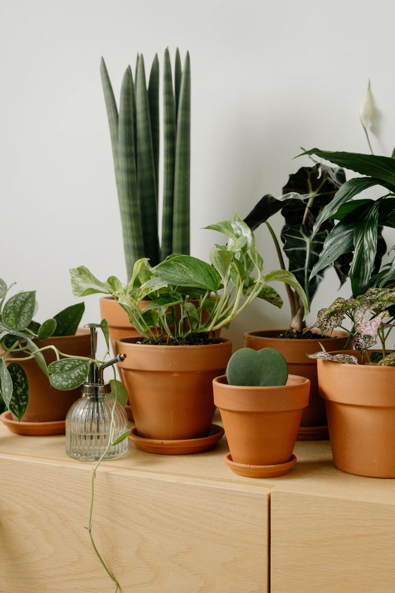 Add Indoor Plants