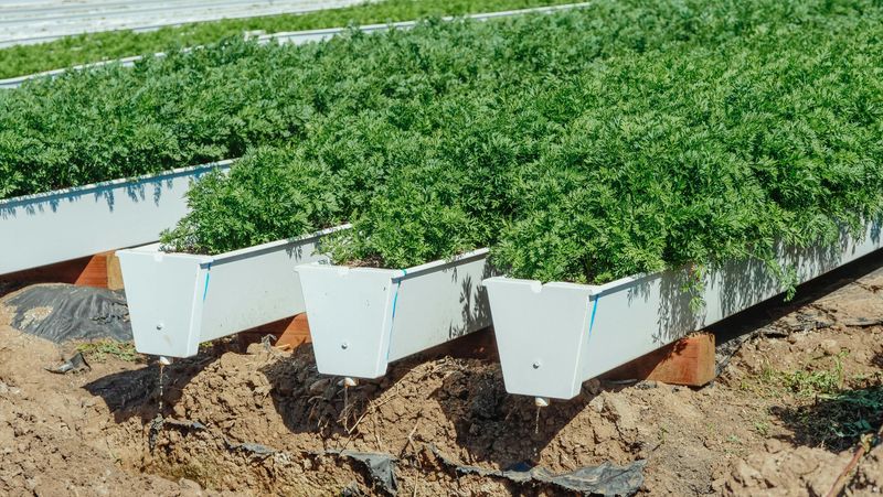 Details That Can Help A Yard Look Well-Maintained - Decor Hint Mulched Beds With Defined Borders