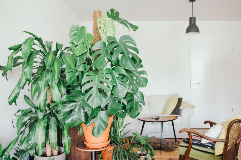 Monstera Deliciosa
